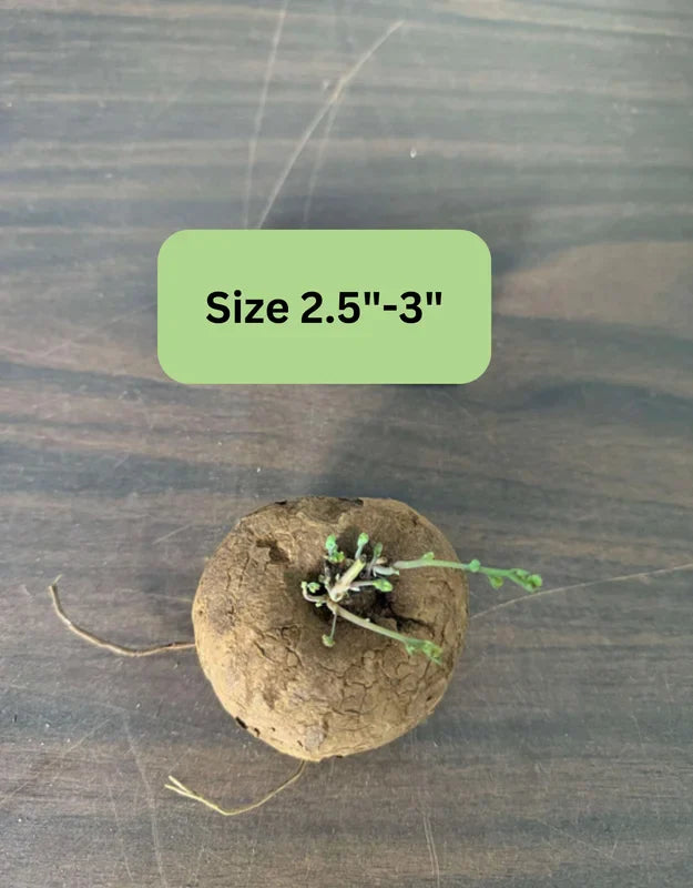 Stephania Cephalantha Live Plant - Medium Caudex Rare Succulent - 2.5 Inch Indoor Outdoor Decoration