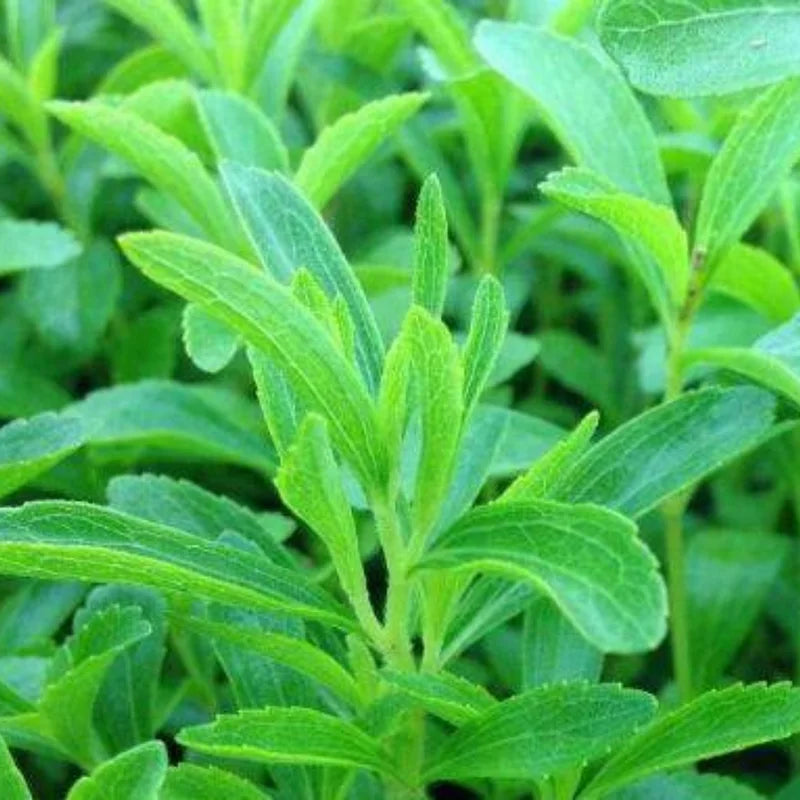 Stevia Mint Herb Plants - 3 Live Sweet Leaf Stevia Plants - 3-5 Inches Tall