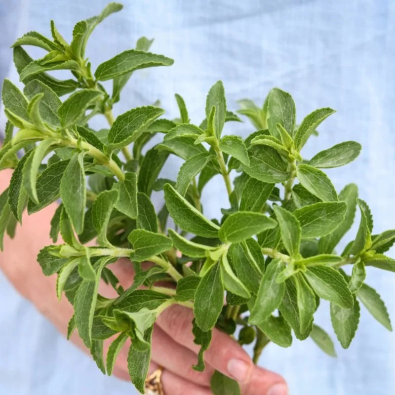 Stevia Mint Herb Plants - 3 Live Sweet Leaf Stevia Plants - 3-5 Inches Tall
