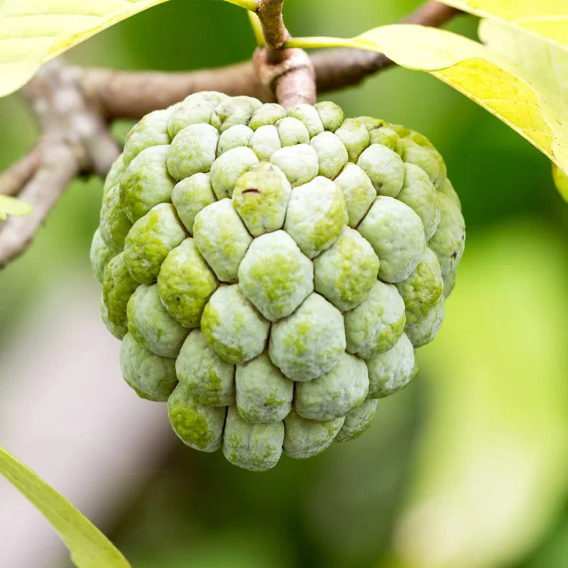Sugar Apple Plant Live, 12-14 Inch Tall, Annona Squamosa Sugar Apple Tree, Sweetsop Fruit Tree for Growing in Half-Gallon Pot Outdoors