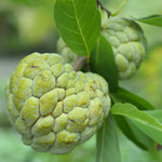 Sugar Apple Live Plant, 12-14 Inch Tall, Sweetsop Annona Squamosa Sugar Apple Tree in Half-Gallon Pot, Perfect for Growing Sugar Apple Fruits