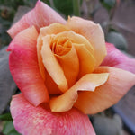 Sutters Gold Rose Bush