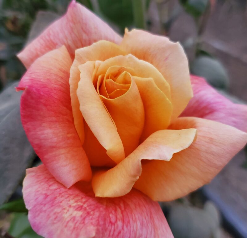 Sutters Gold Rose Bush
