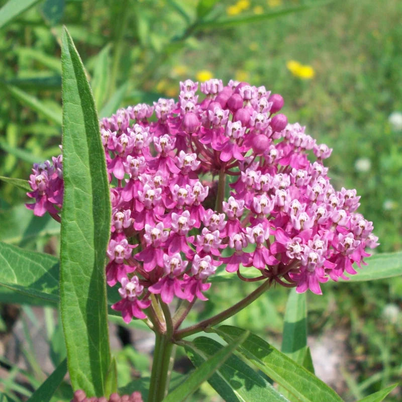 4 Milkweed Plants for Garden | Mixed colors 4 To 7 Inches Tall