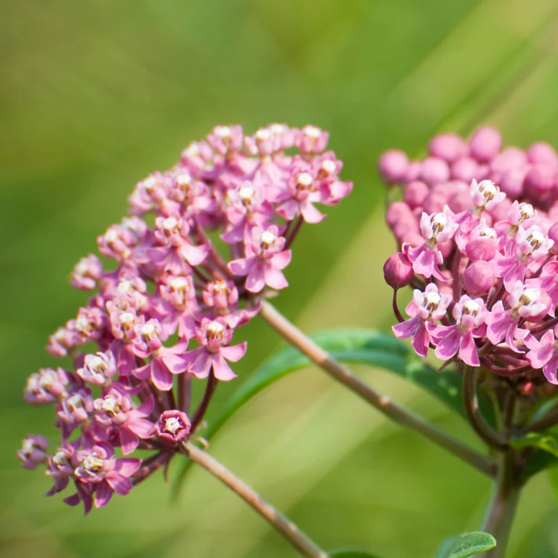 Milkweed Plants Live for Planting - 6 Varieties - Mixed Colors 4 To 7 Inches Tall