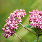 Milkweed Plants Live for Planting - 6 Varieties - Mixed Colors 4 To 7 Inches Tall