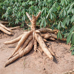 Sweet Cassava Cuttings Yuca Manihot Esculenta - 5 Fresh Stalks for Planting