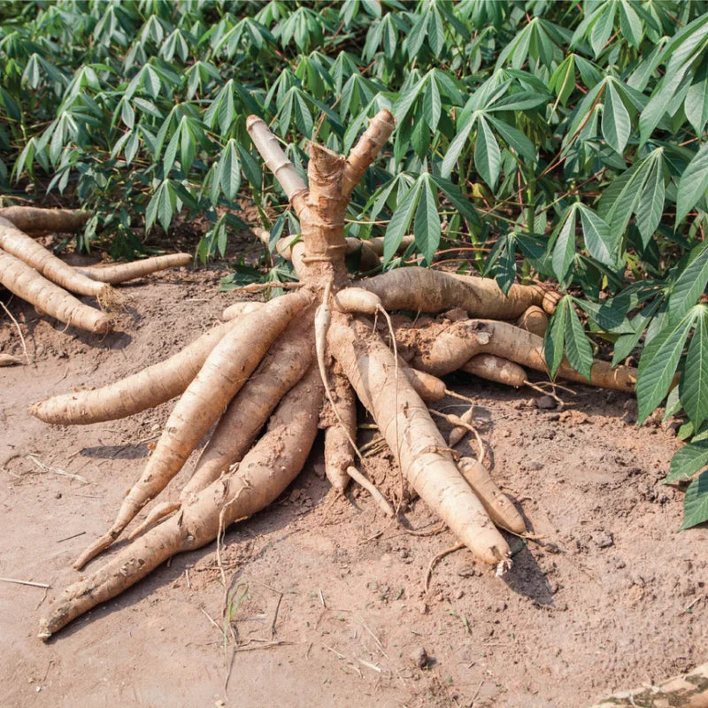 Sweet Cassava Cuttings Yuca Manihot Esculenta - 5 Fresh Stalks for Planting
