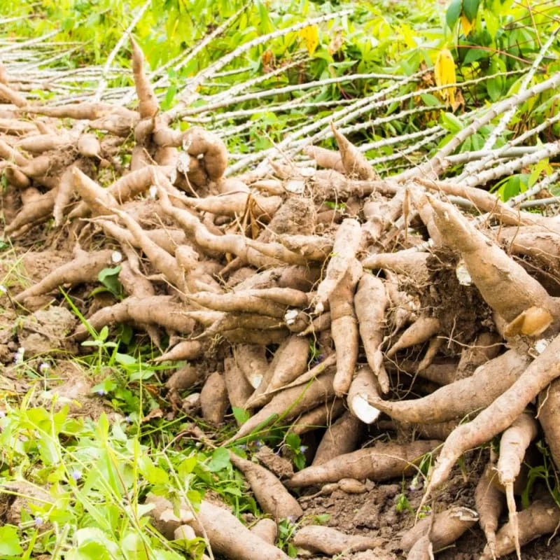 Sweet Cassava Cuttings Yuca Manihot Esculenta - 5 Fresh Stalks for Planting