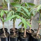 Sweet Cassava Cuttings - Yuca Manihot Esculenta - Set of 10 - Root Vegetable