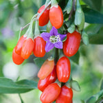 Sweet Goji Berry Plant Live, 1 Ft Tall in 6 Inch Pot, Perfect for Outdoor Planting and Berry Harvest