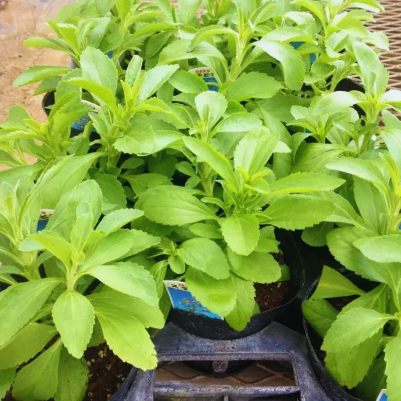 Sweet Leaf Stevia Plant Live Plant Potted Herb 4-5 Inches