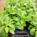 Sweet Leaf Stevia Plant Live Plant Potted Herb 4-5 Inches
