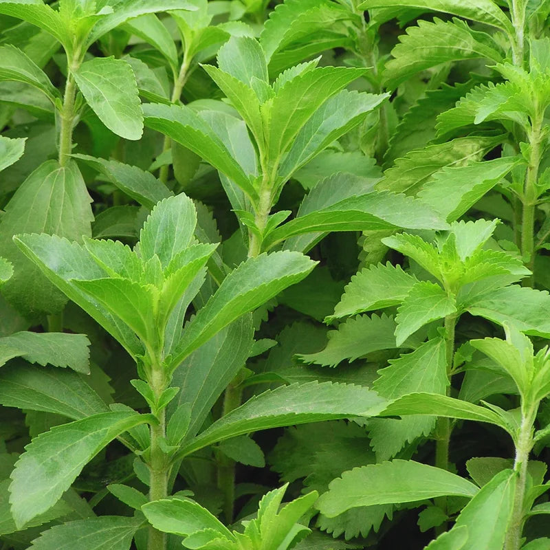 Sweet Leaf Stevia Plant Live Plant Potted Herb 4-5 Inches