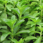 Sweet Leaf Stevia Plant Live Plant Potted Herb 4-5 Inches