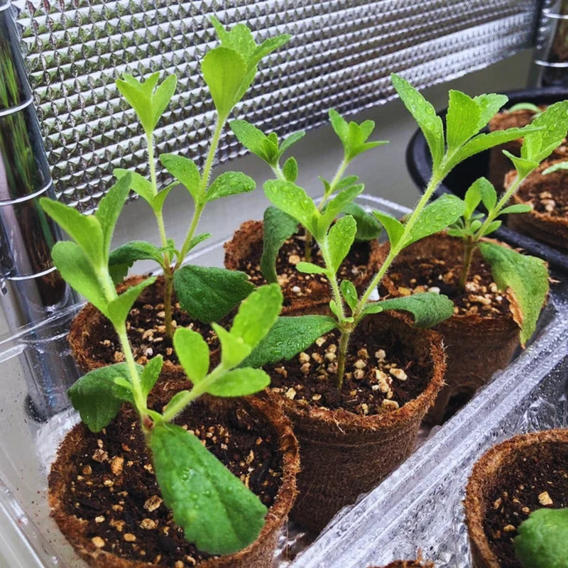 Sweet Leaf Stevia Plant Live Plant Herb - 4-5 Inch Potted Stevia Mint Herb