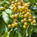 Sweet Longan Tree Live Plant – 5 to 9 Inches Tall, Perfect for Outdoor Growing and Fresh Longan Fruit Harvest