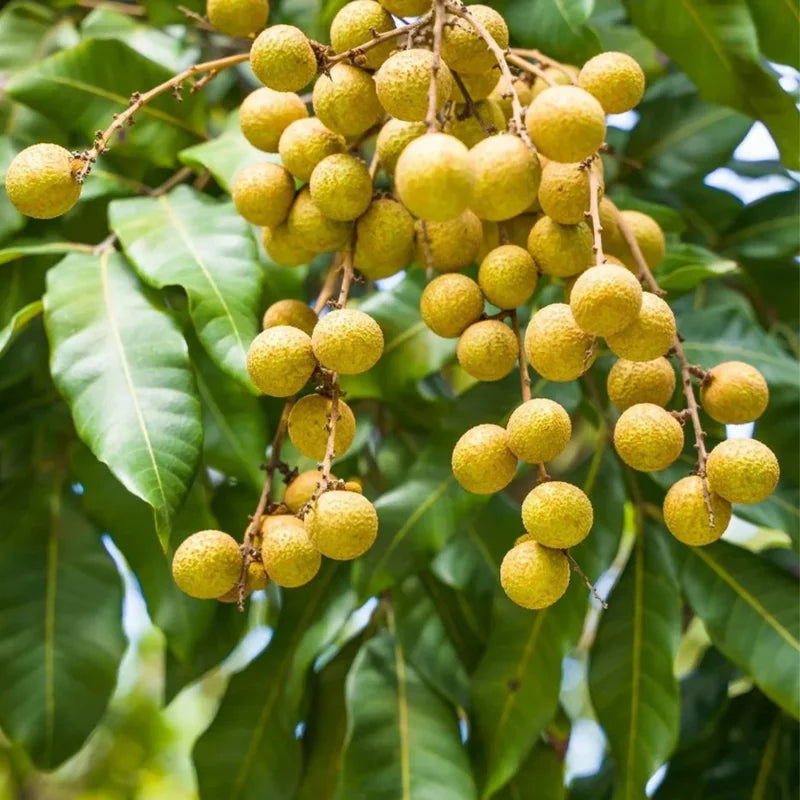 Sweet Longan Tree Live Plant – 5 to 9 Inches Tall, Perfect for Outdoor Growing and Fresh Longan Fruit Harvest