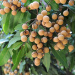 Longan Plant Live – Hardy Longan Tree for Outdoor Fruit Cultivation, 5-9 Inches Tall