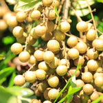 Sweet Longan Tree Live Plant – 5 to 9 Inches Tall, Perfect for Outdoor Growing and Fresh Longan Fruit Harvest