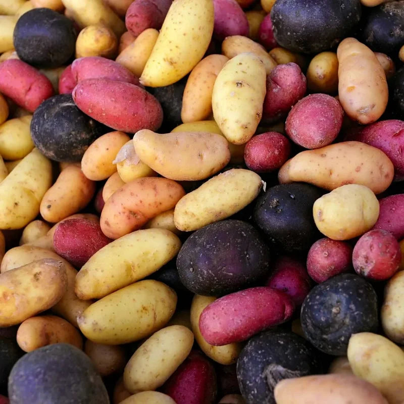 Sweet Potato Slips Variety Pack - 15 Assorted Starts for Planting
