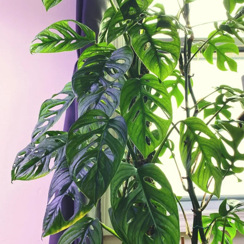 Swiss Cheese Plant Live, Swiss Cheese Plant Live Indoor, Live Monstera Plant, Indoor Plant Monstera Potted