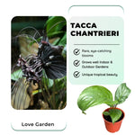 2 Tacca Chantrieri Black Bat Orchid Plants In 2 Inch Pot, 2 Pots