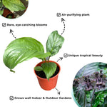Tacca Chantrieri Black Bat Plant In 4 Inch Pot