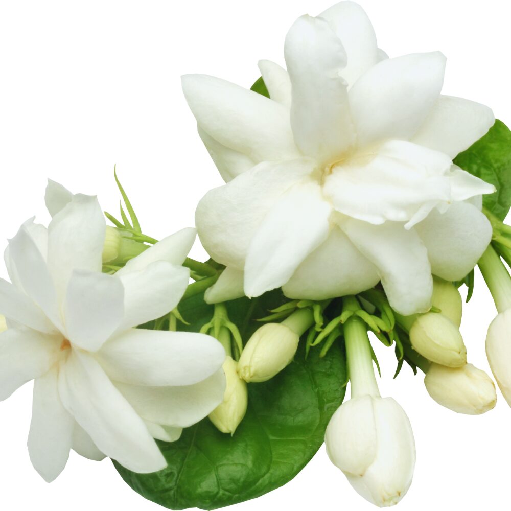 2 Blooming Jasmine Plants, Maid of Orleans Sambac Jasmine Live Plants, 4 to 6 Inc Tall, Arabian Jasmine Plant Live, Tea Jasmine Plants