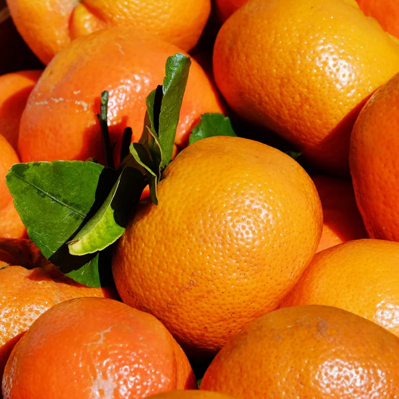 Tangerine Tree Live Plant, Murcott Tangerine Tree, Fruit Tree 1 Gallon Pot, 2 To 3 Feet Height