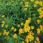 Tarragon Live Plants 4 Packs - Culinary Tarragon Herb - Size 5-9" Tall for Home Garden - Texas Tarragon