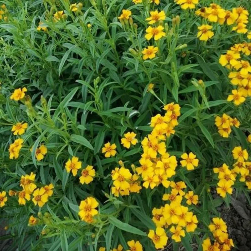 Tarragon Live Plants 4 Packs - Culinary Tarragon Herb - Size 5-9" Tall for Home Garden - Texas Tarragon