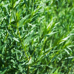 Tarragon Live Plants 4 Packs - Culinary Tarragon Herb - Size 5-9" Tall for Home Garden - Texas Tarragon