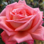Tenerife Rose Plant Live