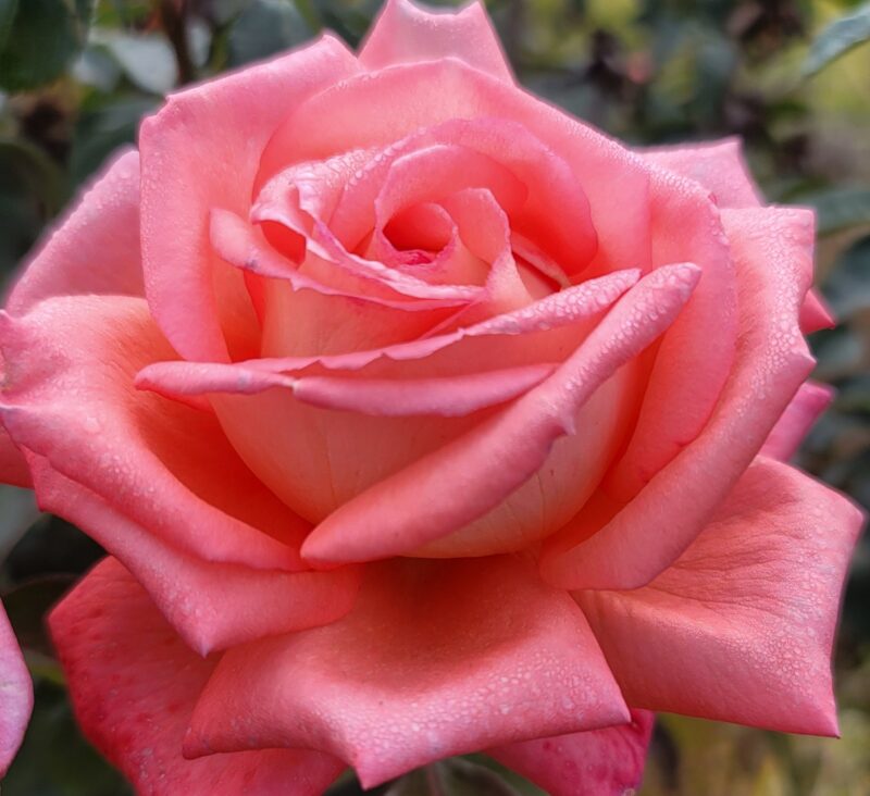 Tenerife Rose Plant Live