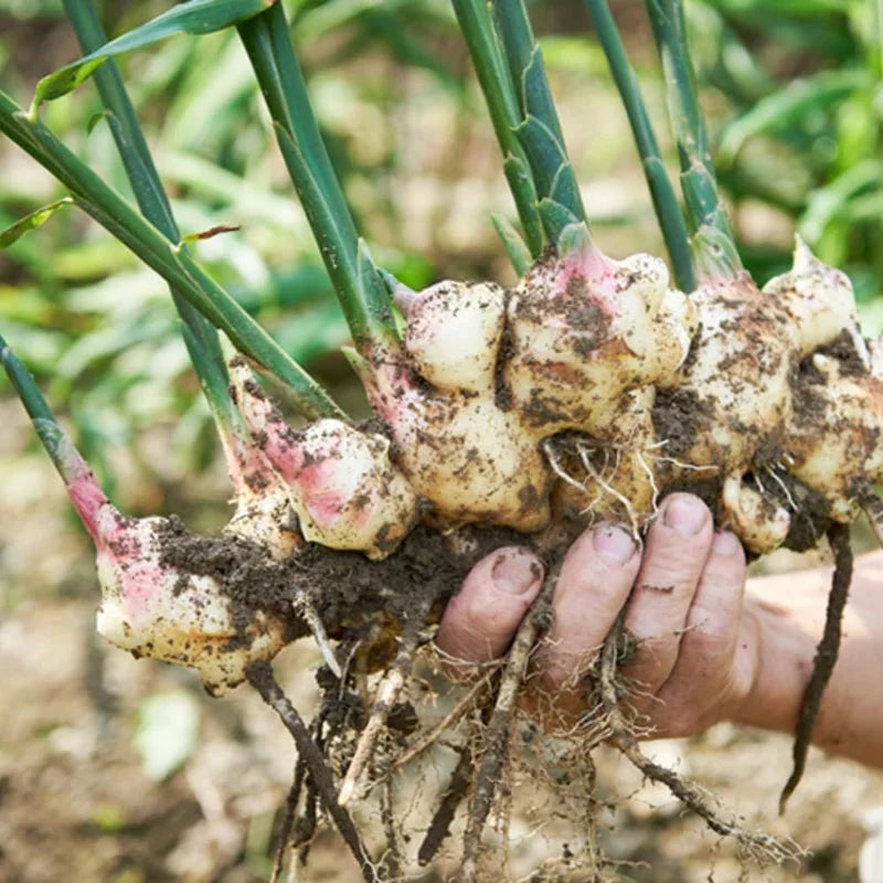 Thai Ginger Plants - 2 Galanga Live Herb Plants - Starter Plants