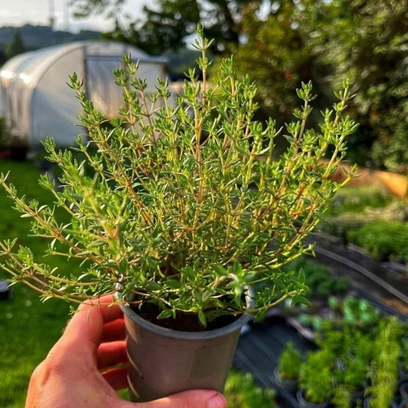 Thyme Herb Plant Live Culinary Starter Plant 5-7 Inch