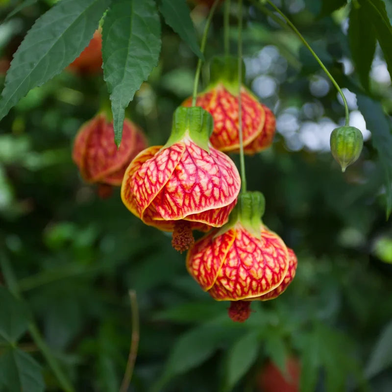 Tiger Eye Abutilon Flowering Maple Tree 1 Year Old Plant
