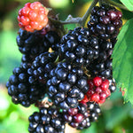 Von Blackberry Plants