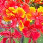 Mexican Bird of Paradise Plant Live - Peacock Shrub - 6 Inch Pot - Red Orange Flowers