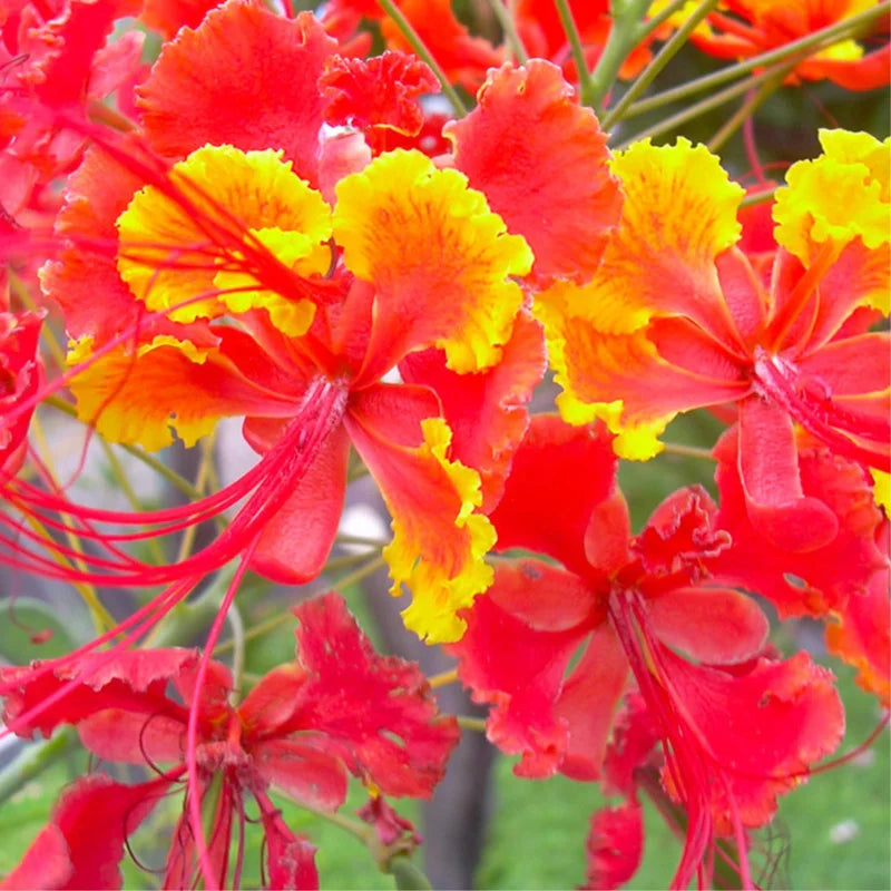 Mexican Bird of Paradise Plant Live - Peacock Shrub - 6 Inch Pot - Red Orange Flowers