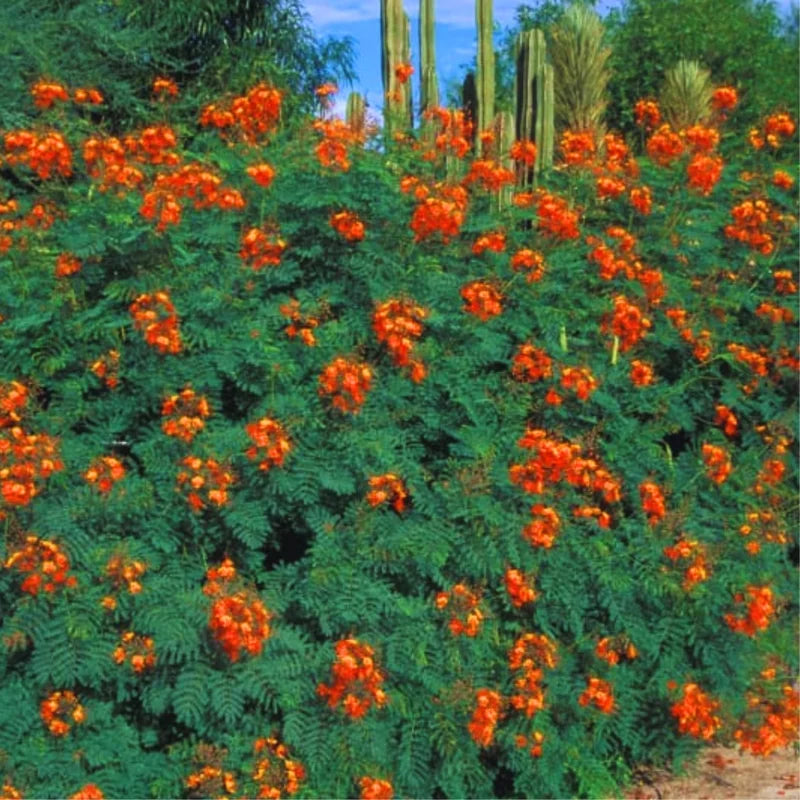 Barbados Pride Plant Tropical Shrub 5-8 Inch Starter Peacock Plant Red Orange Yellow Flowers