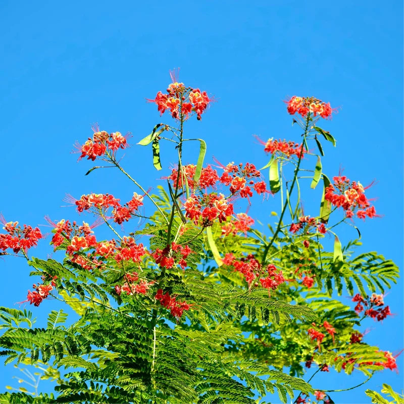 Barbados Pride Plant Tropical Shrub 5-8 Inch Starter Peacock Plant Red Orange Yellow Flowers