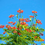 Barbados Pride Plant Tropical Shrub 5-8 Inch Starter Peacock Plant Red Orange Yellow Flowers