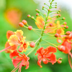Barbados Pride Plant Tropical Shrub 5-8 Inch Starter Peacock Plant Red Orange Yellow Flowers