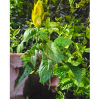 Golden Maroon Shrimp Plant - 5 Inc Tall, 2 Plants