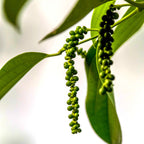 Black Pepper Plant Live - 2 to 3 Feet Tall, 3 Gallon Pot - Piper Nigrum Plant