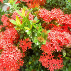 Red Ixora Plants Live - 4 to 6 Inc Tall , 2 Plants