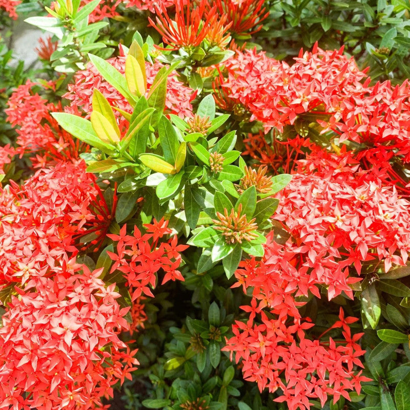 Red Ixora Plants Live - 4 to 6 Inc Tall , 2 Plants