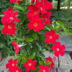 Red Mandevilla Plants - 2 to 5 Inc Long, set of 2 plants